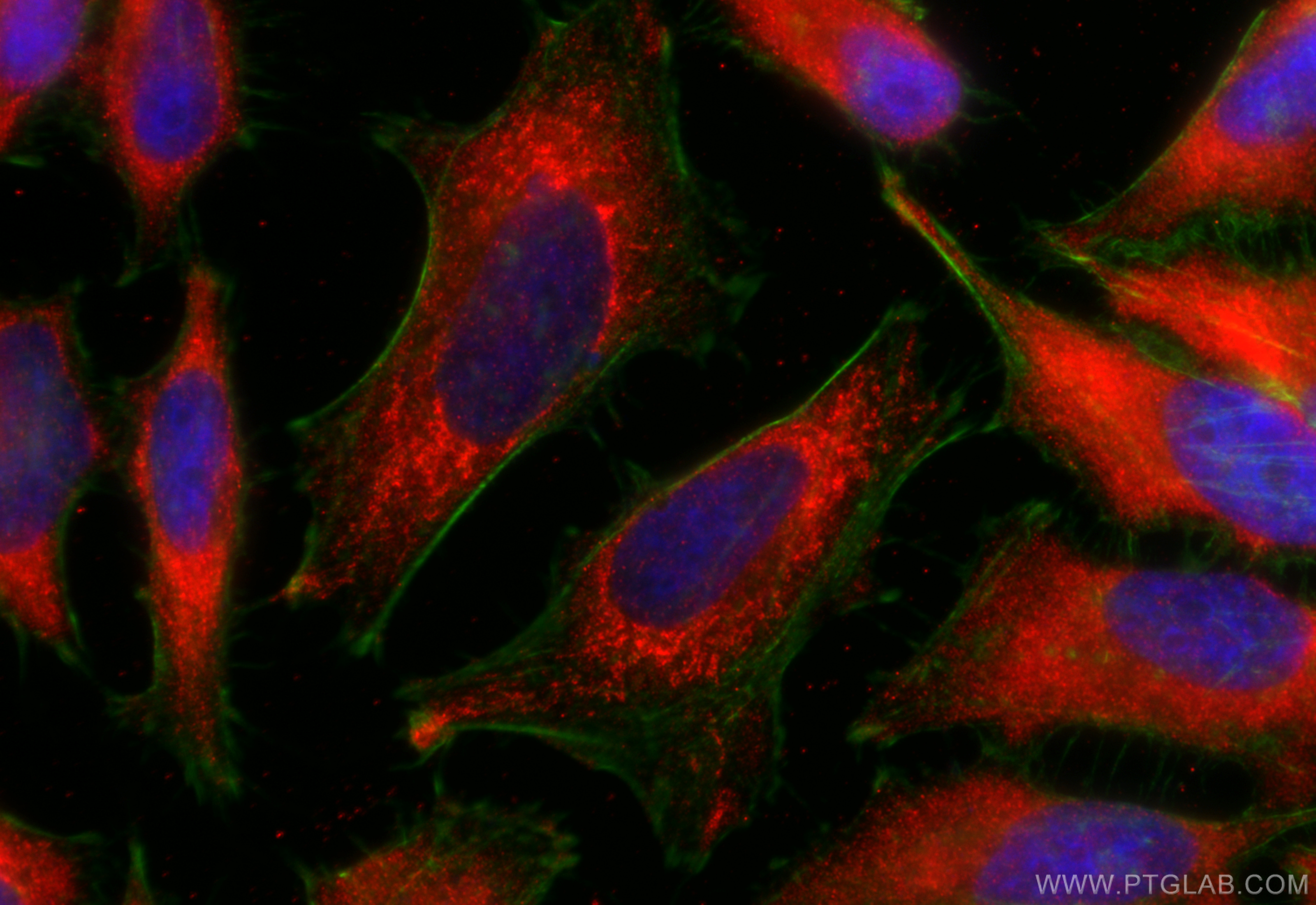 Immunofluorescence (IF) / fluorescent staining of hela cells using KGA-Specific Polyclonal antibody (20170-1-AP)