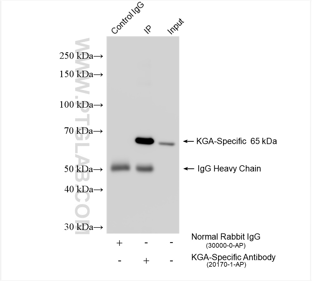 Immunoprecipitation (IP) experiment of HFF cells using KGA-Specific Polyclonal antibody (20170-1-AP)