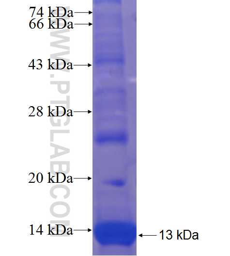 GLT25D2 fusion protein Ag23402 SDS-PAGE