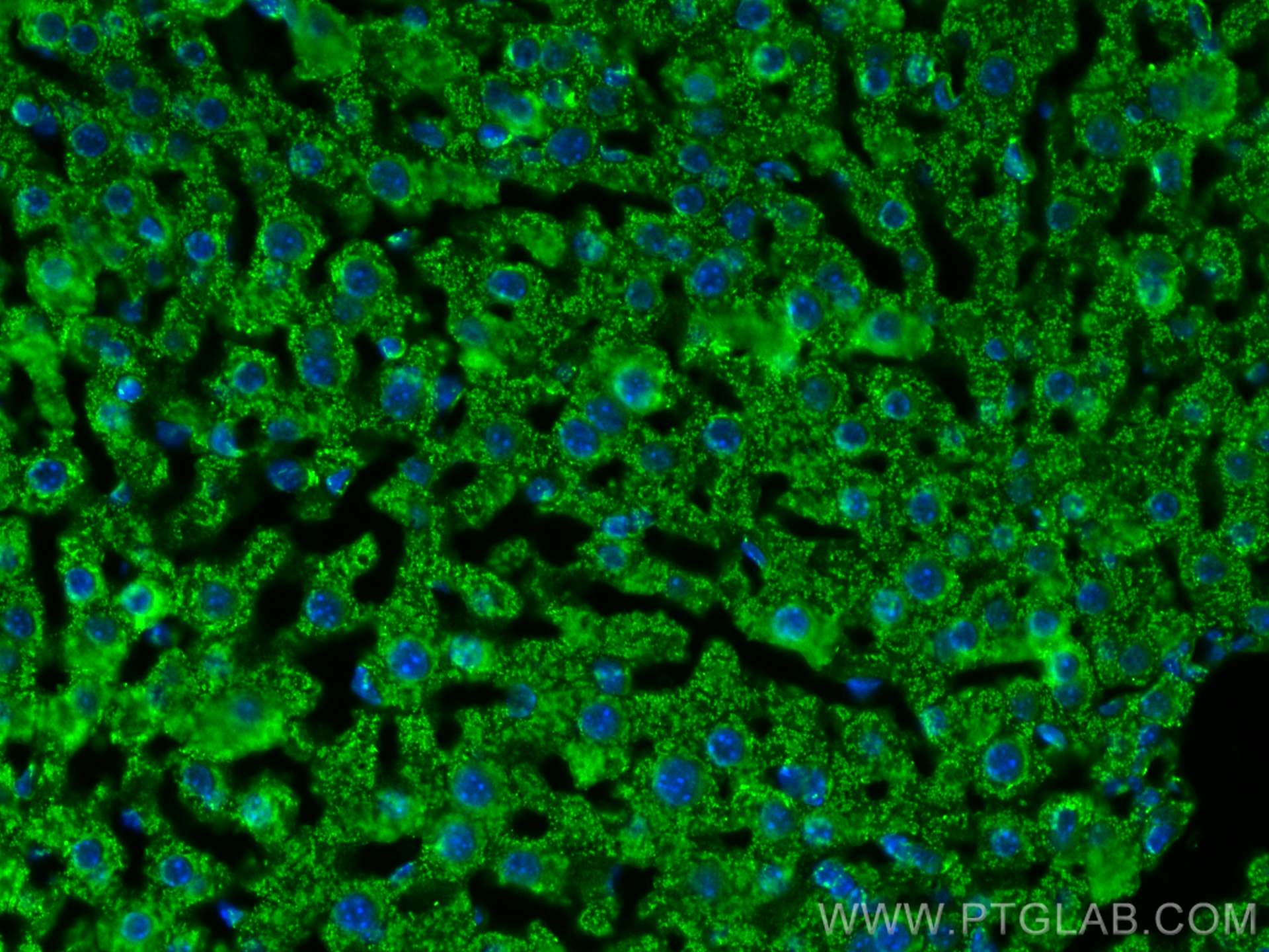 Immunofluorescence (IF) / fluorescent staining of mouse liver tissue using GLUD1 Monoclonal antibody (67026-1-Ig)