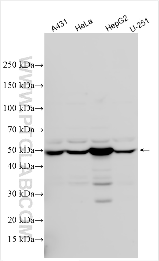 Western Blot (WB) analysis of various lysates using GLUD2 Polyclonal antibody (14462-1-AP)