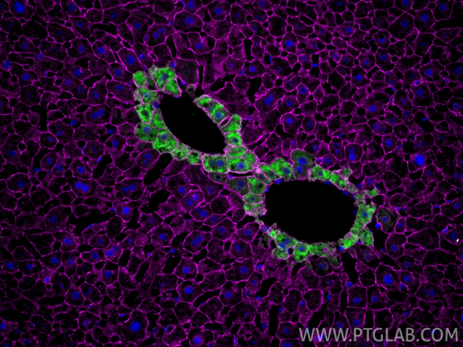 Immunofluorescence (IF) / fluorescent staining of mouse liver tissue using Glutamine Synthetase Polyclonal antibody (11037-2-AP)