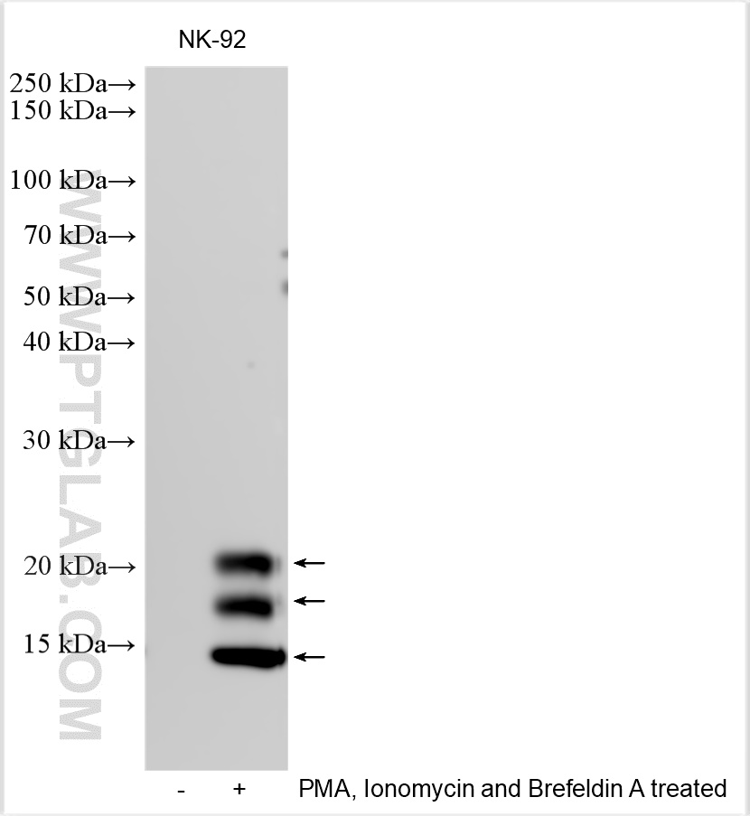 Western Blot (WB) analysis of various lysates using GM-CSF Polyclonal antibody (30349-1-AP)