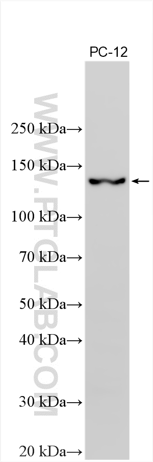 Western Blot (WB) analysis of various lysates using GOLGA2/GM130 Monoclonal antibody (66662-1-Ig)