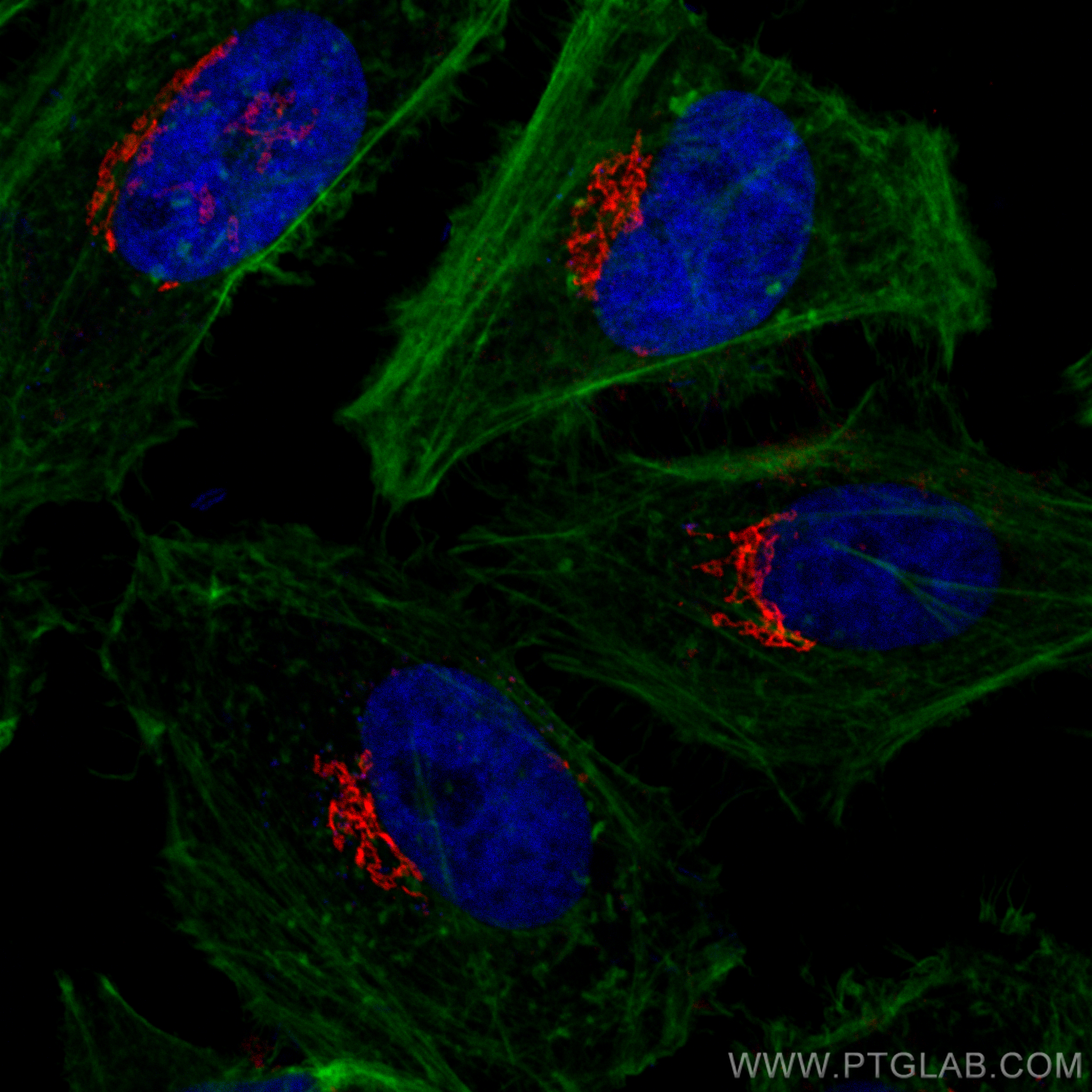 Immunofluorescence (IF) / fluorescent staining of HeLa cells using GOLGA2/GM130 Recombinant antibody (82705-8-RR)