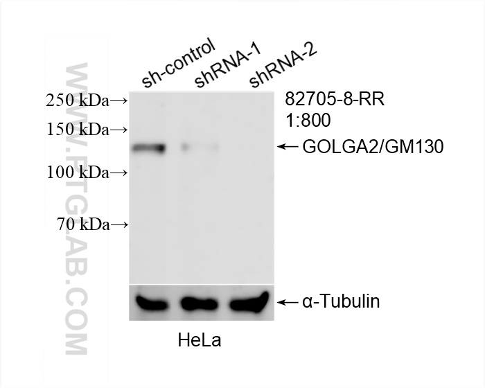 Western Blot (WB) analysis of HeLa cells using GOLGA2/GM130 Recombinant antibody (82705-8-RR)