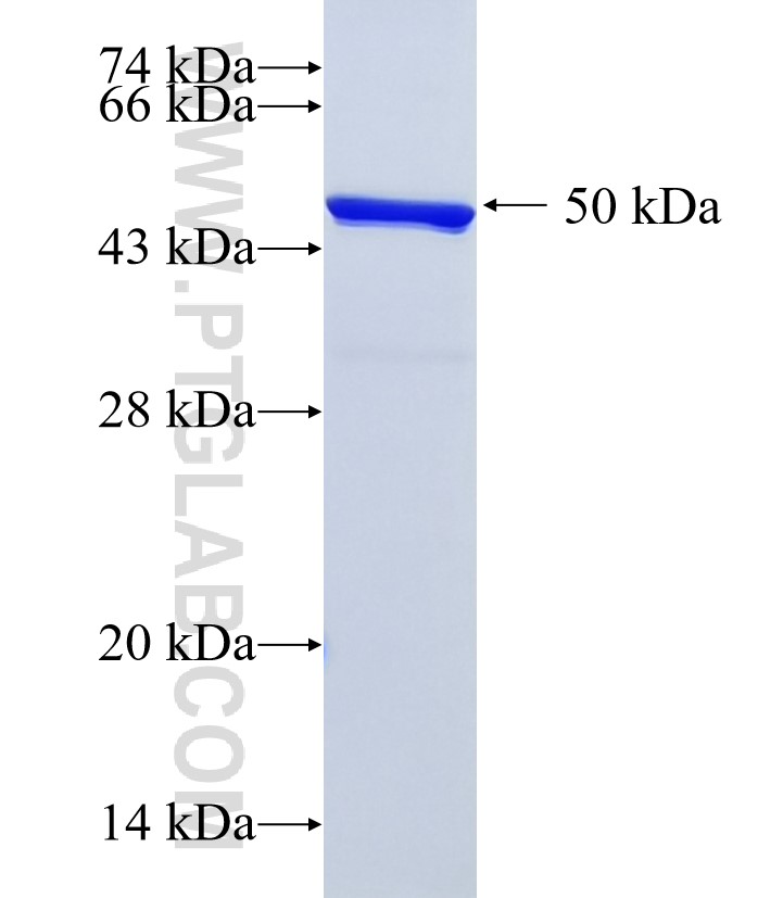 GMEB1 fusion protein Ag27708 SDS-PAGE