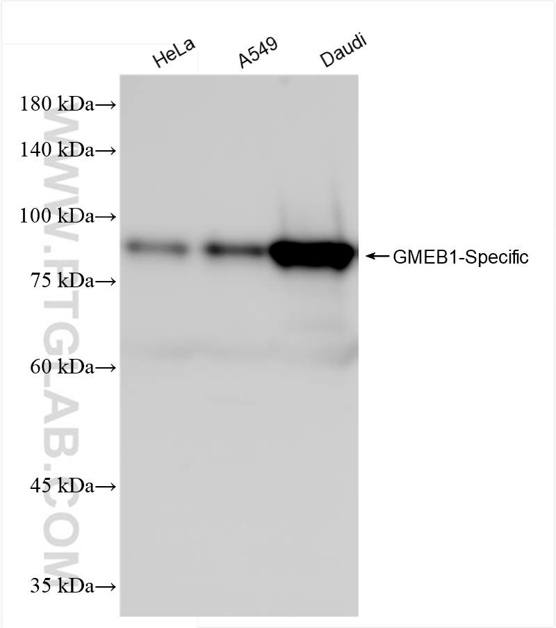 GMEB1-Specific