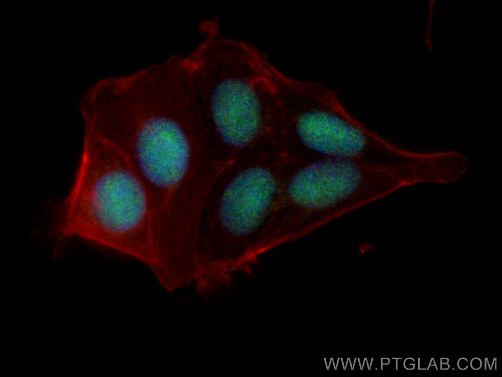 Immunofluorescence (IF) / fluorescent staining of MCF-7 cells using GMEB2 Polyclonal antibody (13314-1-AP)