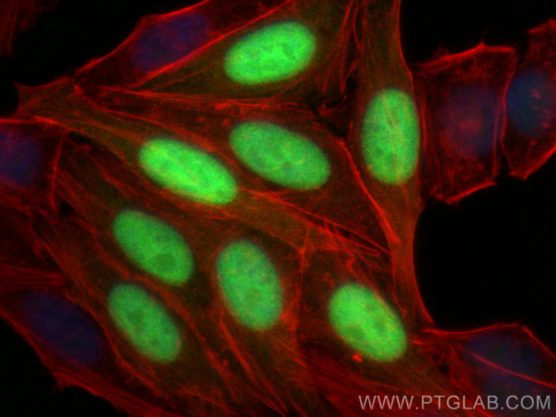 Immunofluorescence (IF) / fluorescent staining of HepG2 cells using Geminin Polyclonal antibody (10802-1-AP)