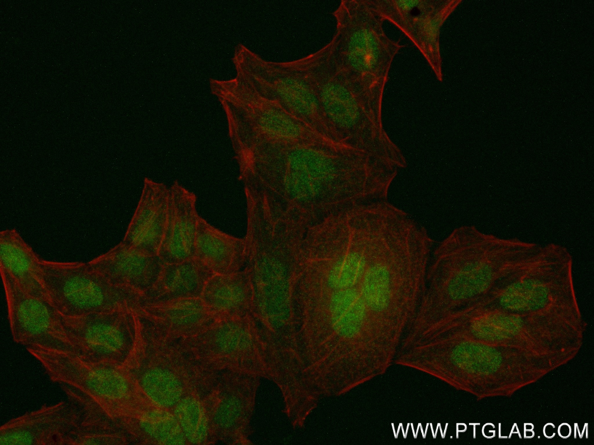 Immunofluorescence (IF) / fluorescent staining of HepG2 cells using GMNN Recombinant antibody (84199-1-RR)