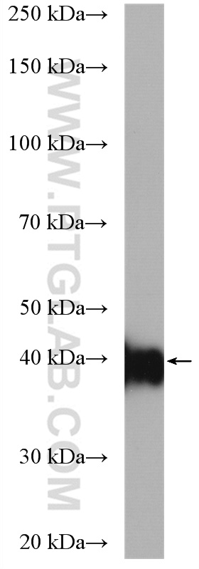 Western Blot (WB) analysis of mouse skeletal muscle tissue using GMPPB Polyclonal antibody (15094-1-AP)