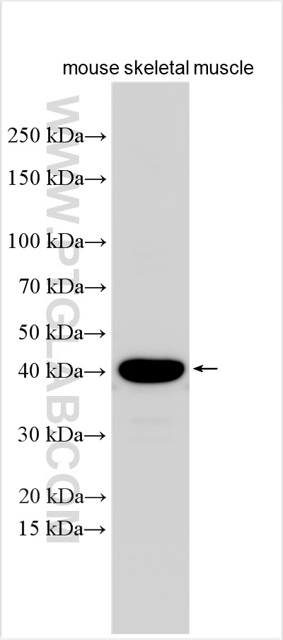 Western Blot (WB) analysis of various lysates using GMPPB Polyclonal antibody (15094-1-AP)