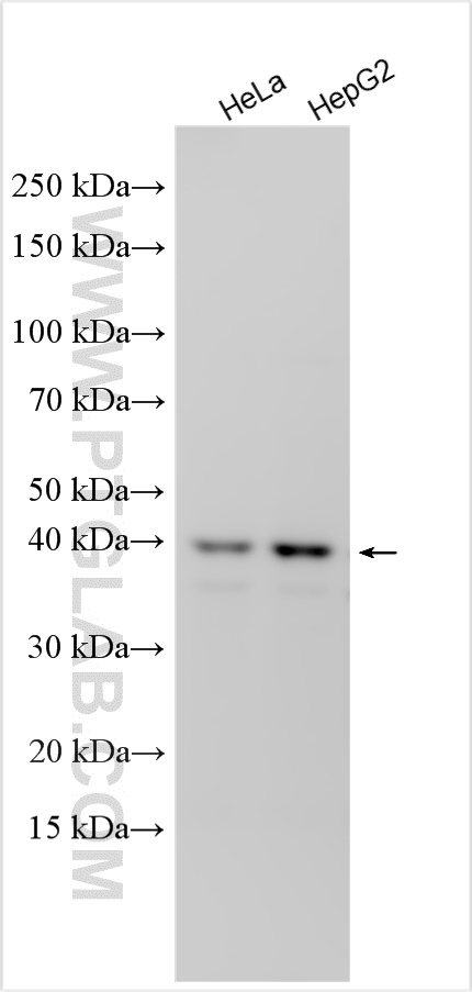 Western Blot (WB) analysis of various lysates using GNA12 Polyclonal antibody (31431-1-AP)