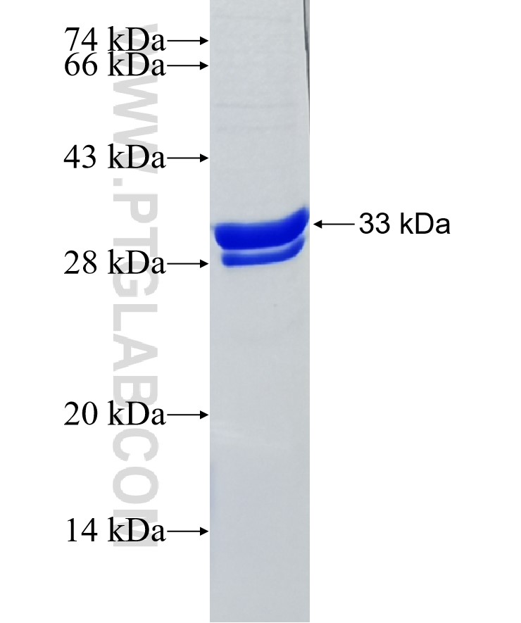 GNA12 fusion protein Ag35068 SDS-PAGE