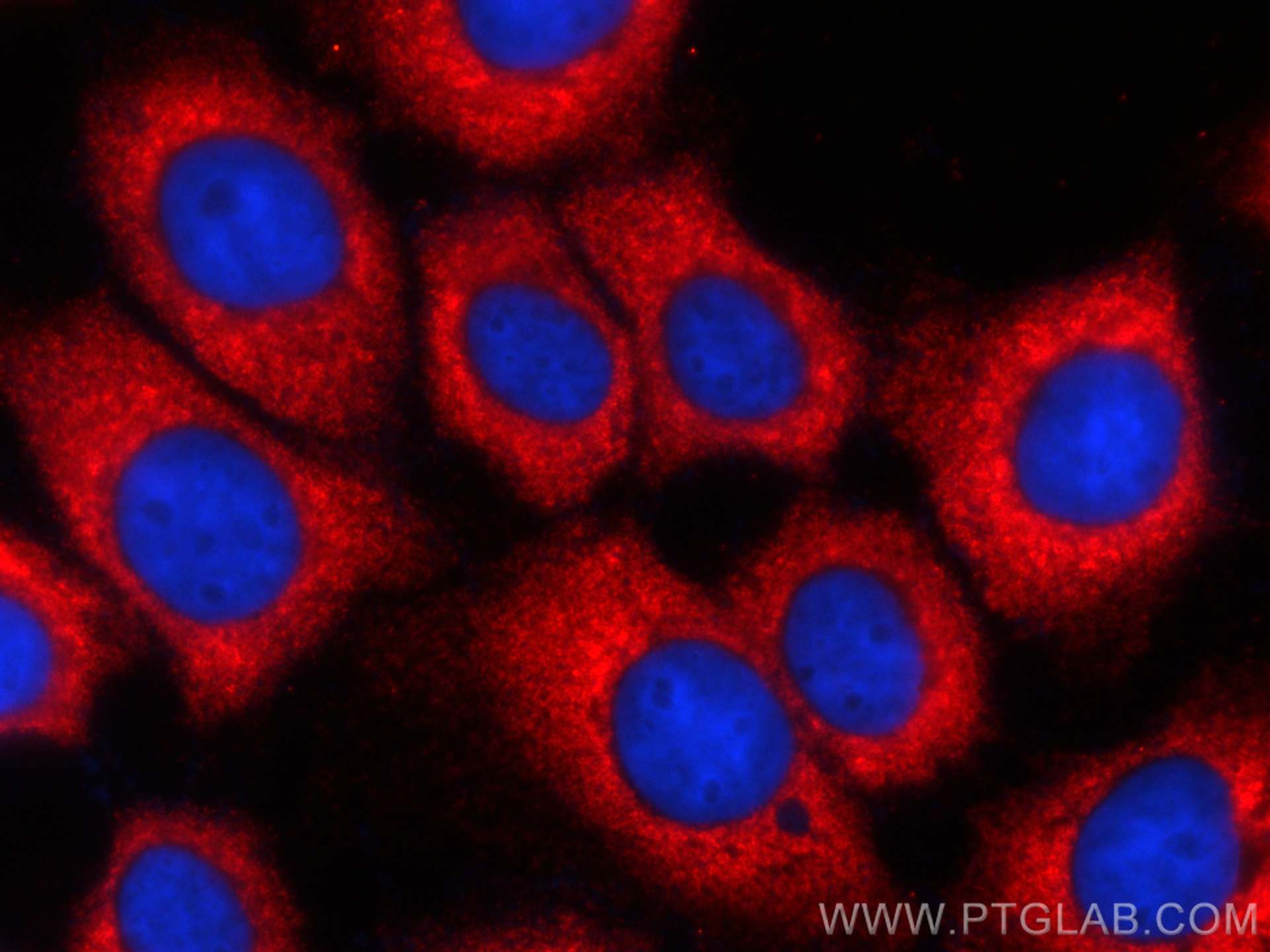 Immunofluorescence (IF) / fluorescent staining of A431 cells using CoraLite®594-conjugated GNAI2 Monoclonal antibody (CL594-67007)