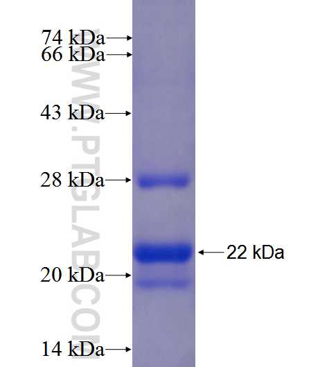 GNB1L fusion protein Ag24391 SDS-PAGE