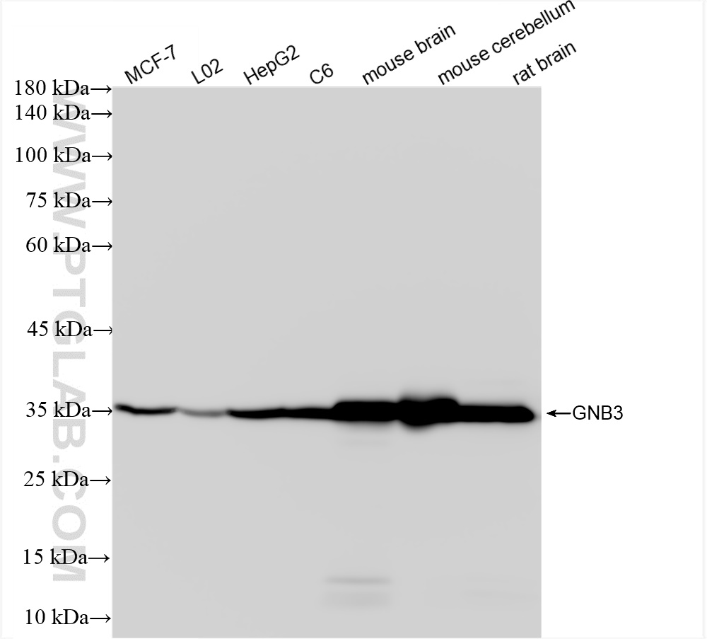 Western Blot (WB) analysis of various lysates using GNB3 Recombinant antibody (83452-4-RR)