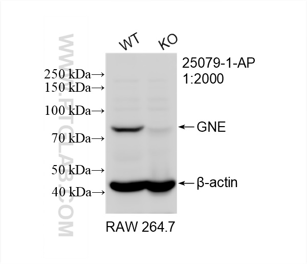 Western Blot (WB) analysis of RAW 264.7 cells using GNE Polyclonal antibody (25079-1-AP)