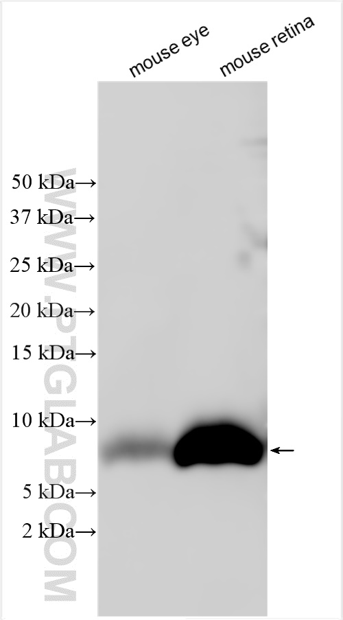 Western Blot (WB) analysis of various lysates using GNG11 Polyclonal antibody (17503-1-AP)