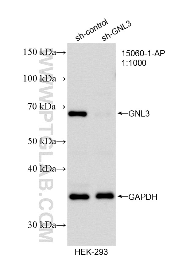 Western Blot (WB) analysis of HEK-293 cells using GNL3 Polyclonal antibody (15060-1-AP)