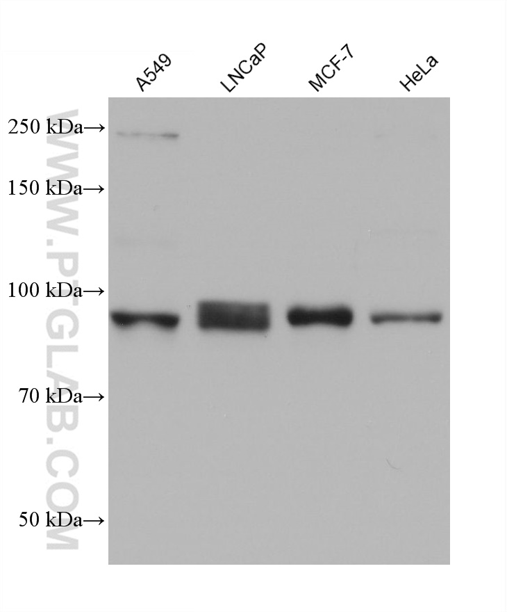 Western Blot (WB) analysis of various lysates using golgin 97 Monoclonal antibody (68648-1-Ig)