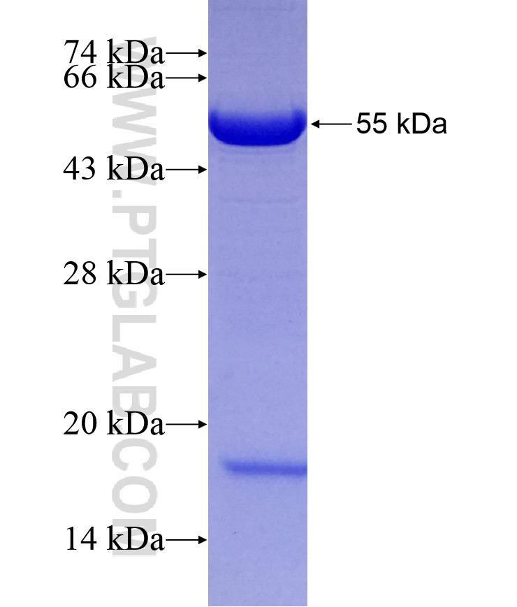 GOLGA1 fusion protein Ag25518 SDS-PAGE