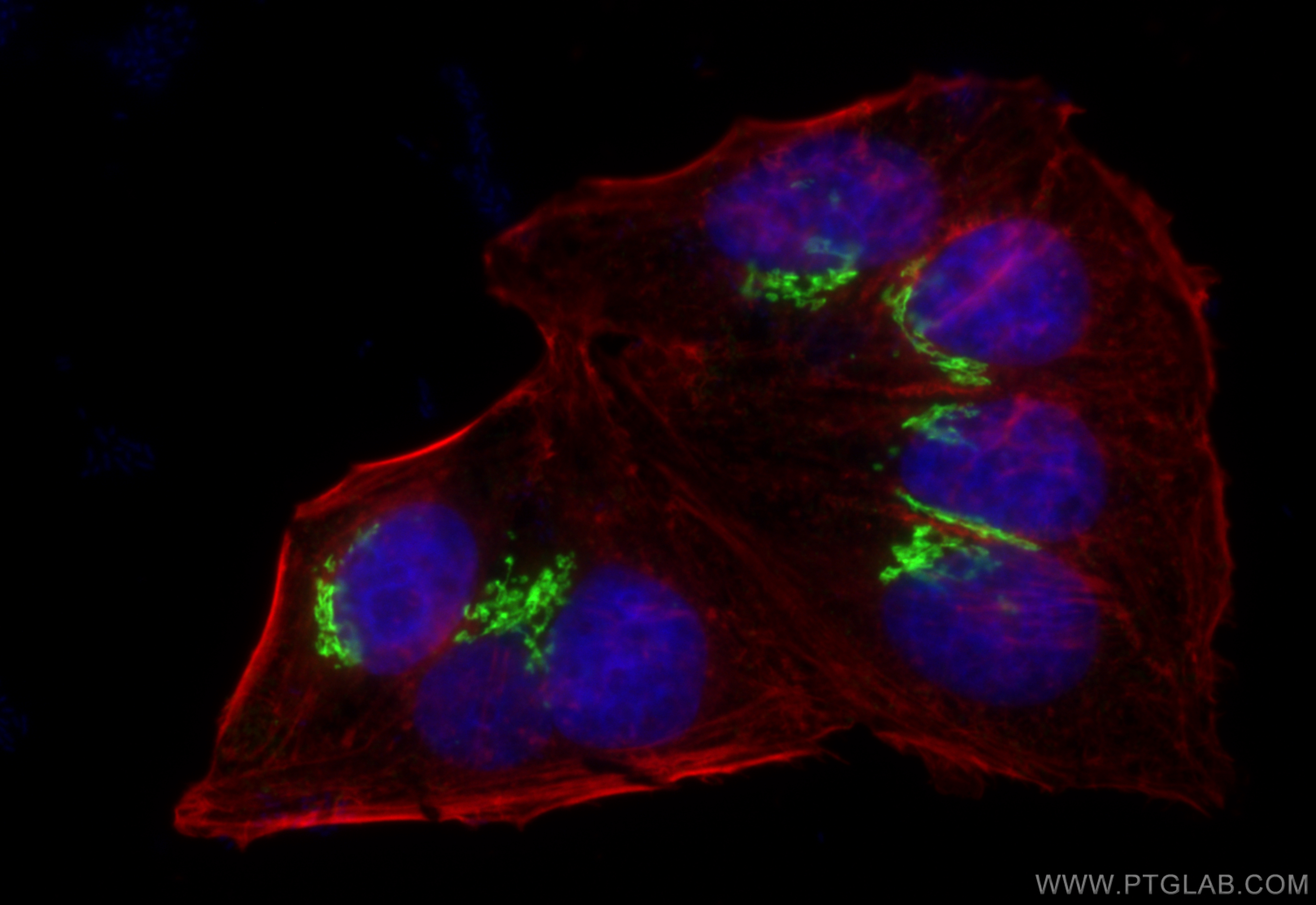 Immunofluorescence (IF) / fluorescent staining of HepG2 cells using GOLGA2/GM130 Polyclonal antibody (11308-1-AP)