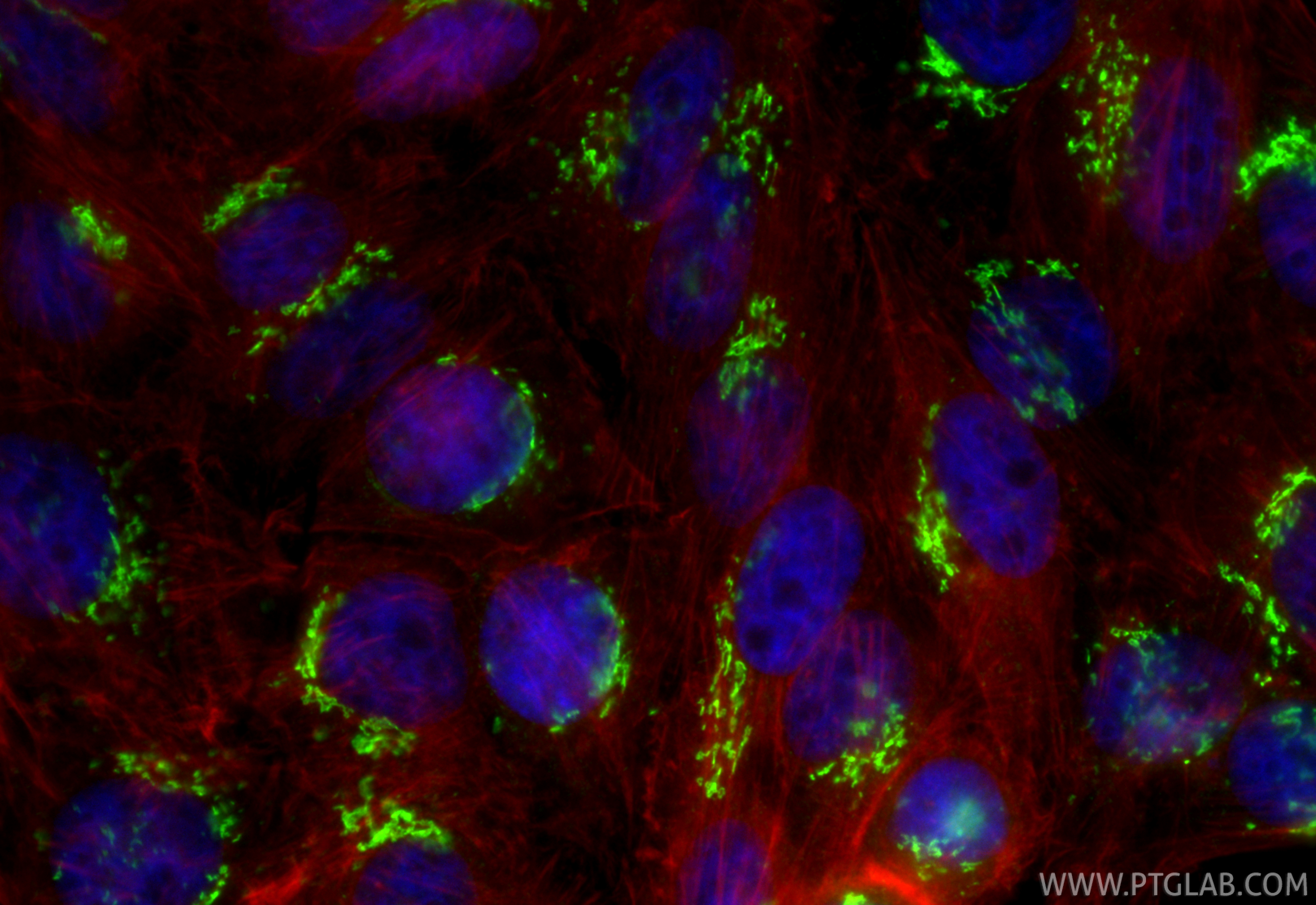Immunofluorescence (IF) / fluorescent staining of HepG2 cells using GOLGA2/GM130 Polyclonal antibody (11308-1-AP)