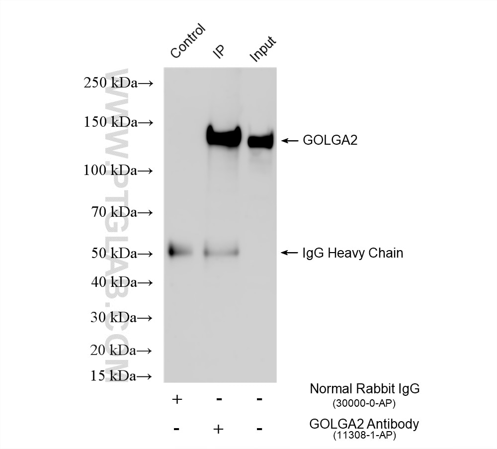 Immunoprecipitation (IP) experiment of HeLa cells using GOLGA2/GM130 Polyclonal antibody (11308-1-AP)