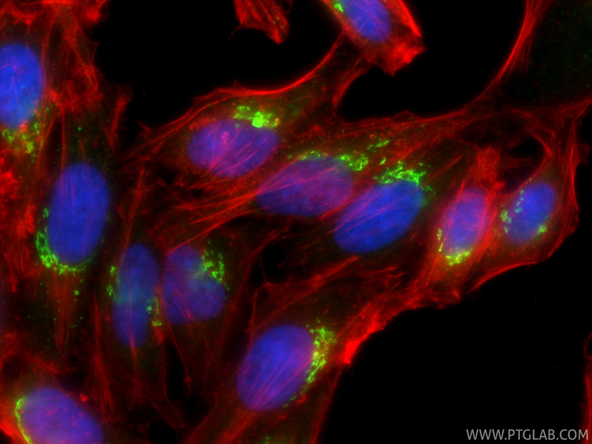 Immunofluorescence (IF) / fluorescent staining of HepG2 cells using CoraLite® Plus 488-conjugated GOLGA2/GM130 Polyclo (CL488-11308)