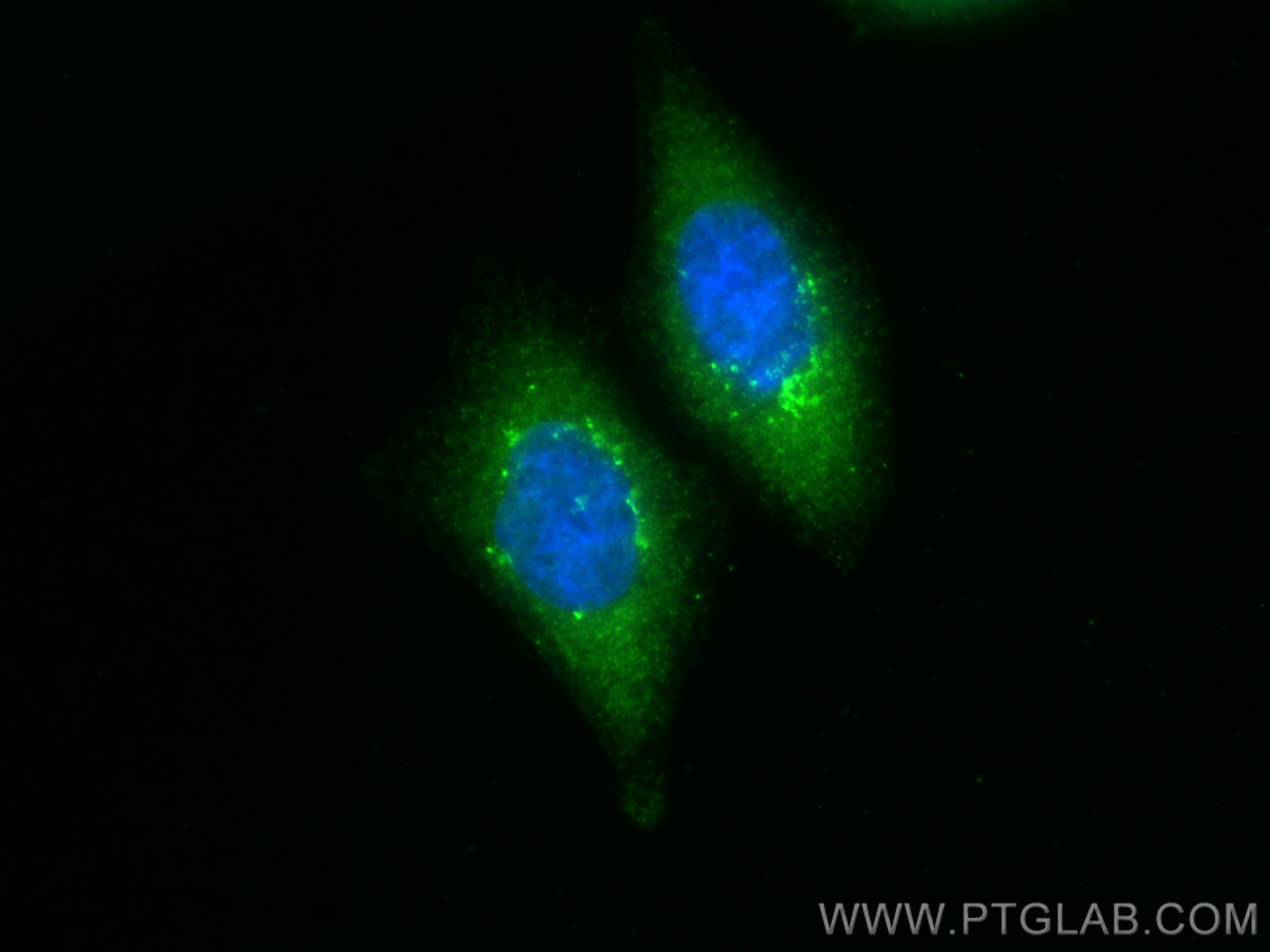 Immunofluorescence (IF) / fluorescent staining of HepG2 cells using GOLGA3 Polyclonal antibody (21193-1-AP)