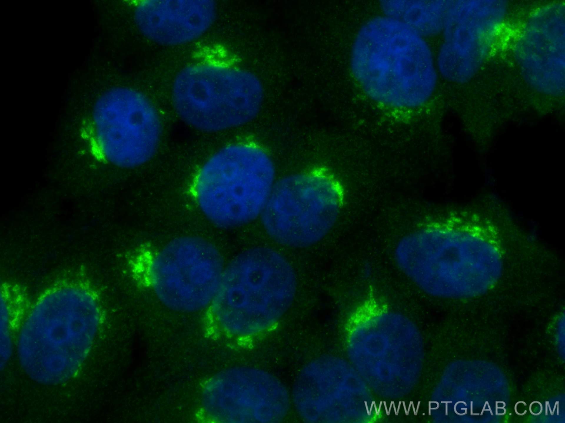 Immunofluorescence (IF) / fluorescent staining of HepG2 cells using GOLPH3 Polyclonal antibody (19112-1-AP)