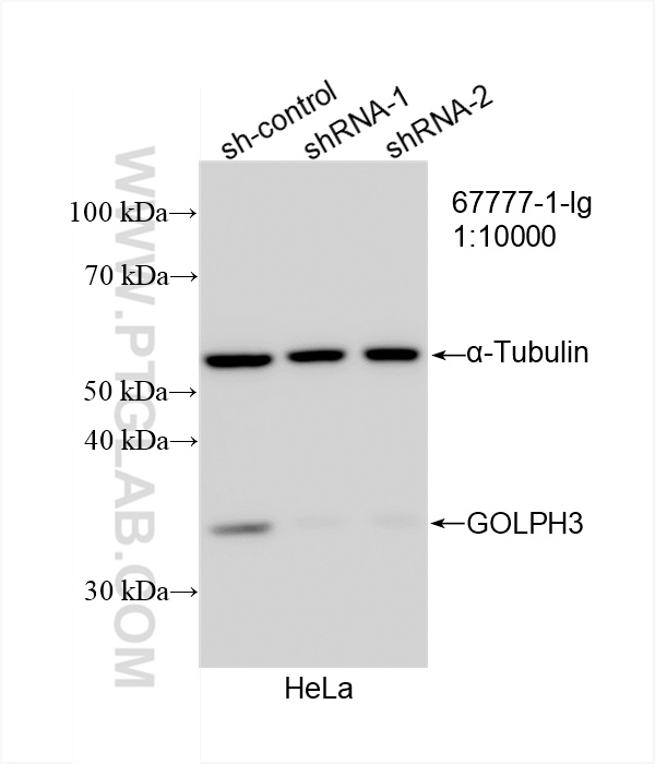 Western Blot (WB) analysis of HeLa cells using GOLPH3 Monoclonal antibody (67777-1-Ig)