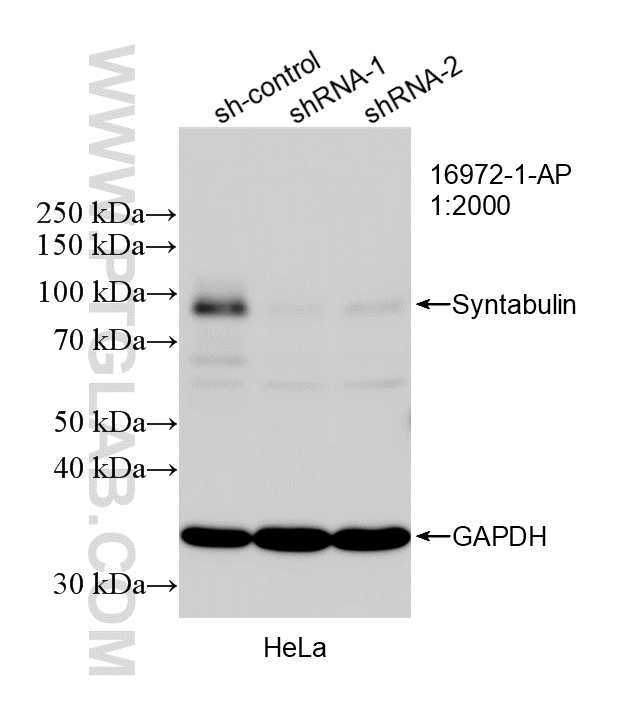 Western Blot (WB) analysis of HeLa cells using Syntabulin Polyclonal antibody (16972-1-AP)