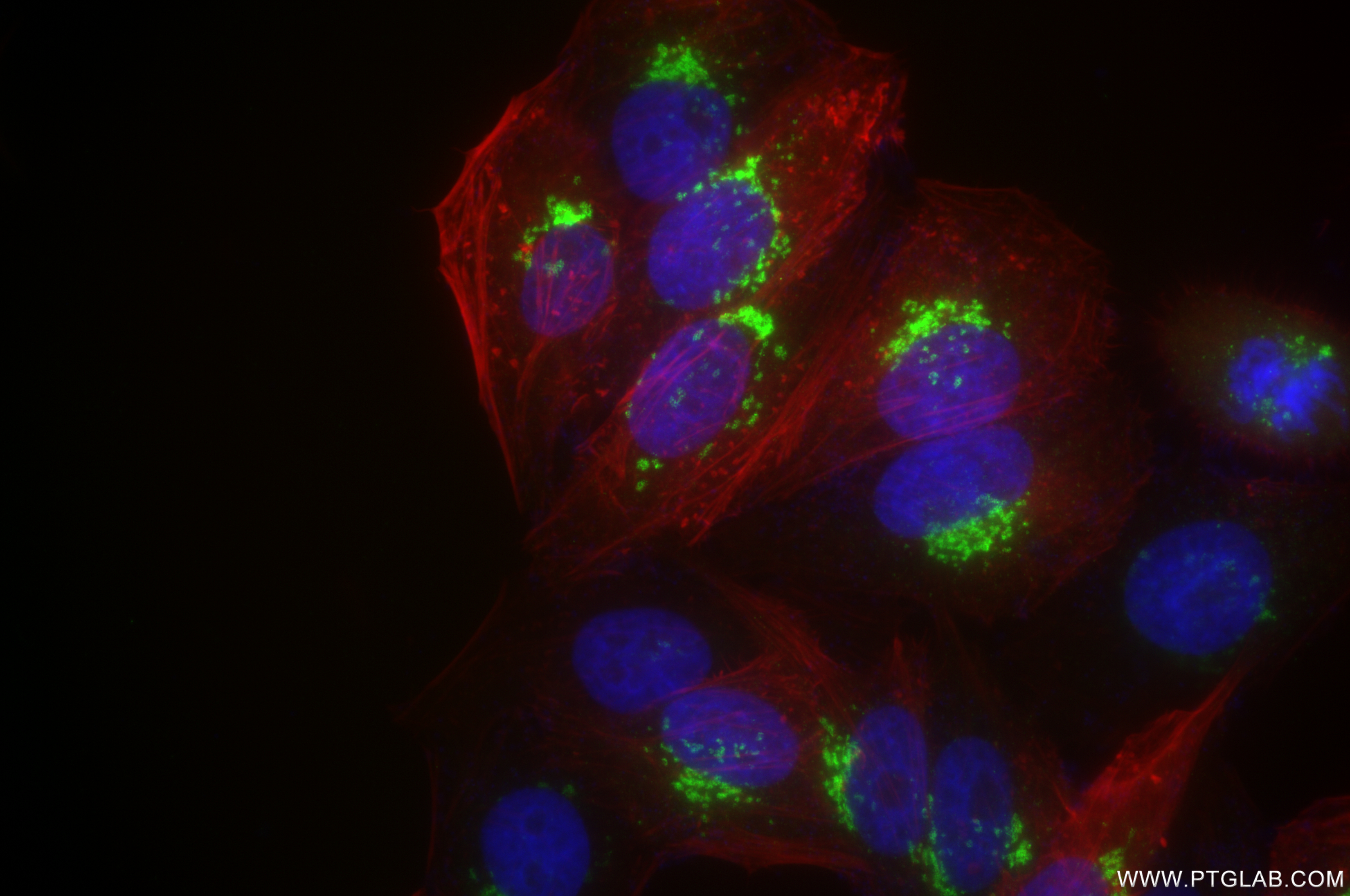 Immunofluorescence (IF) / fluorescent staining of HepG2 cells using GORASP2 Recombinant antibody (85077-5-RR)