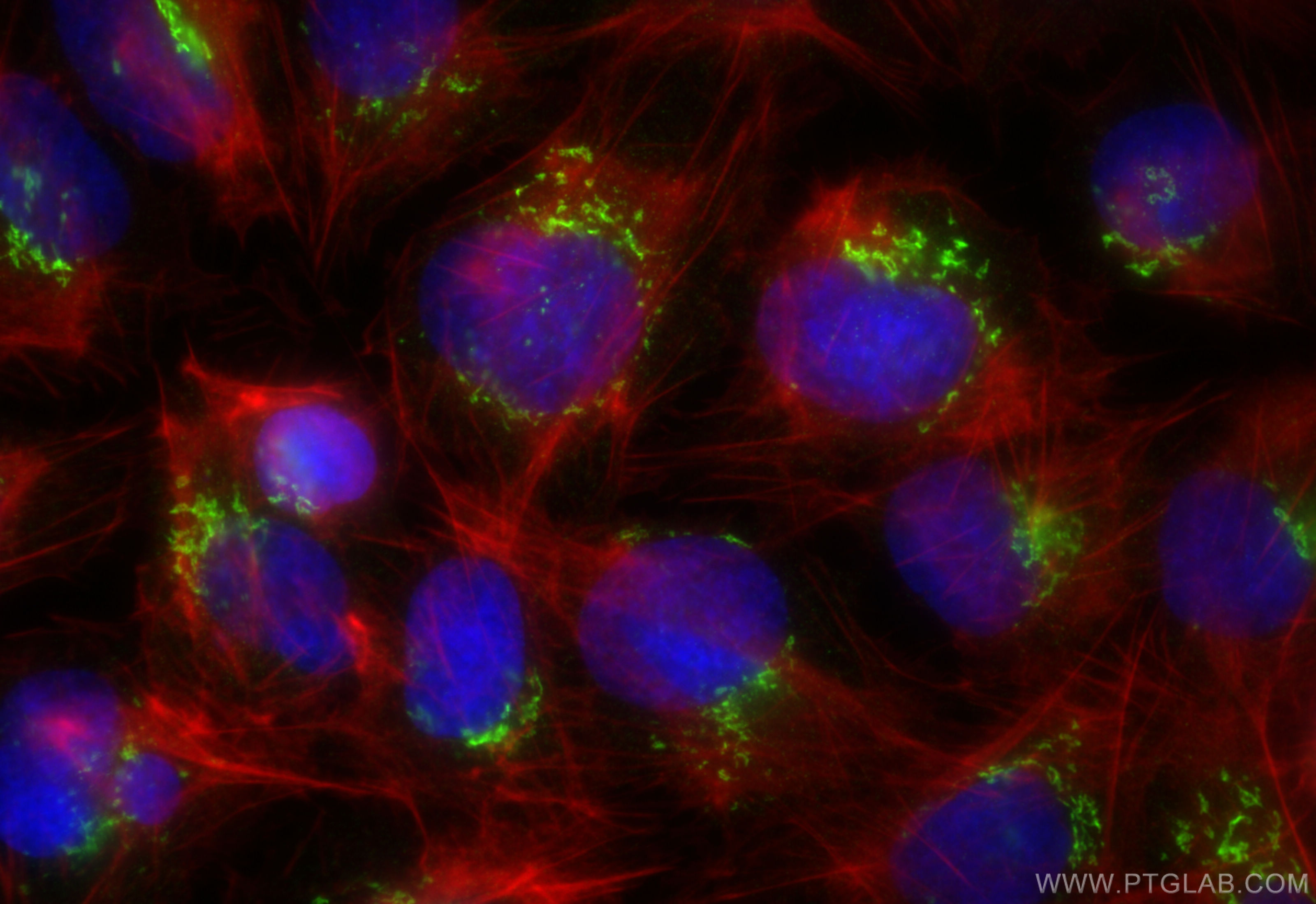 Immunofluorescence (IF) / fluorescent staining of U2OS cells using GORASP2 Recombinant antibody (85077-5-RR)