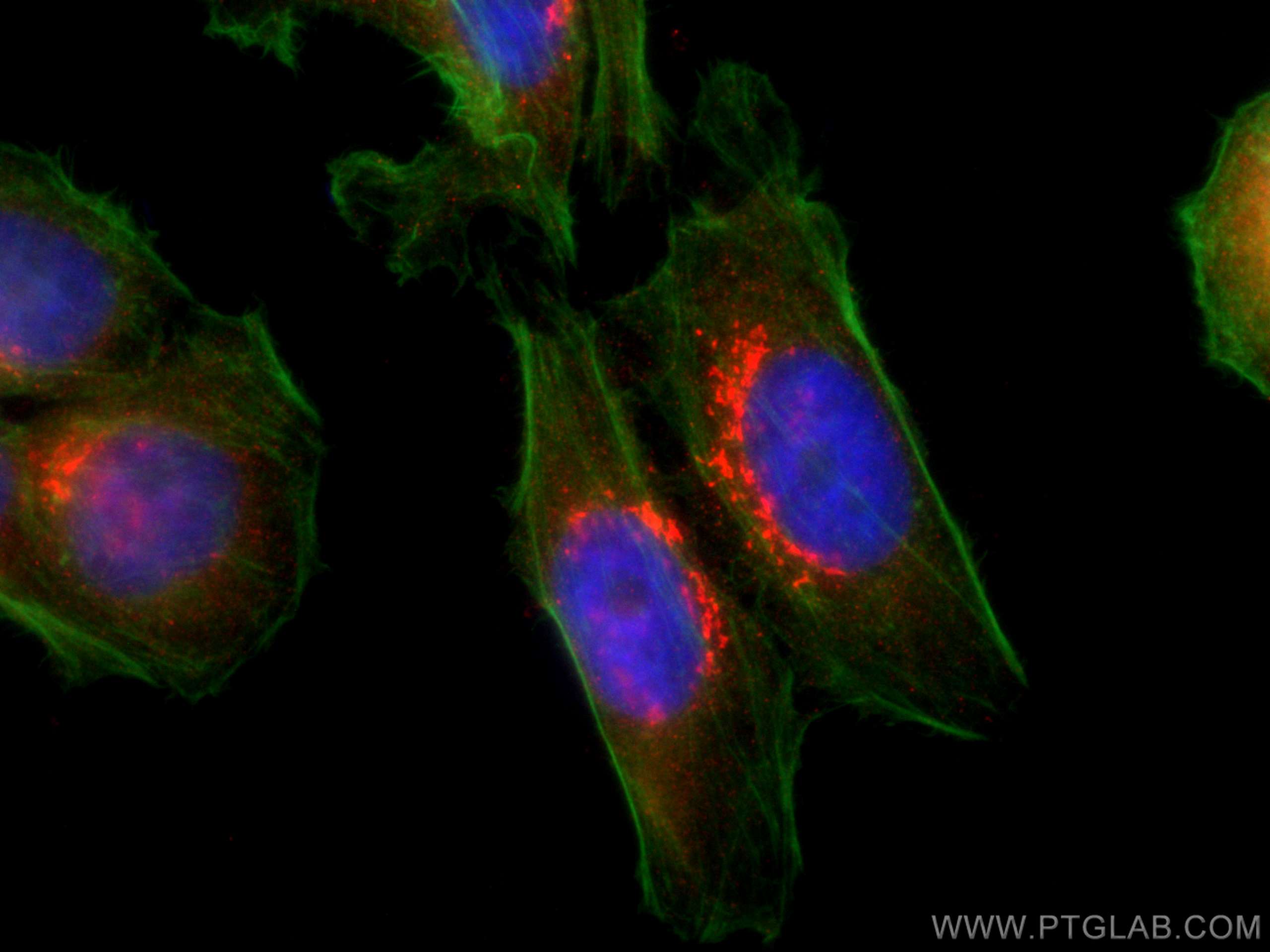 Immunofluorescence (IF) / fluorescent staining of HepG2 cells using CoraLite®594-conjugated GORASP2 Monoclonal antibod (CL594-66627)