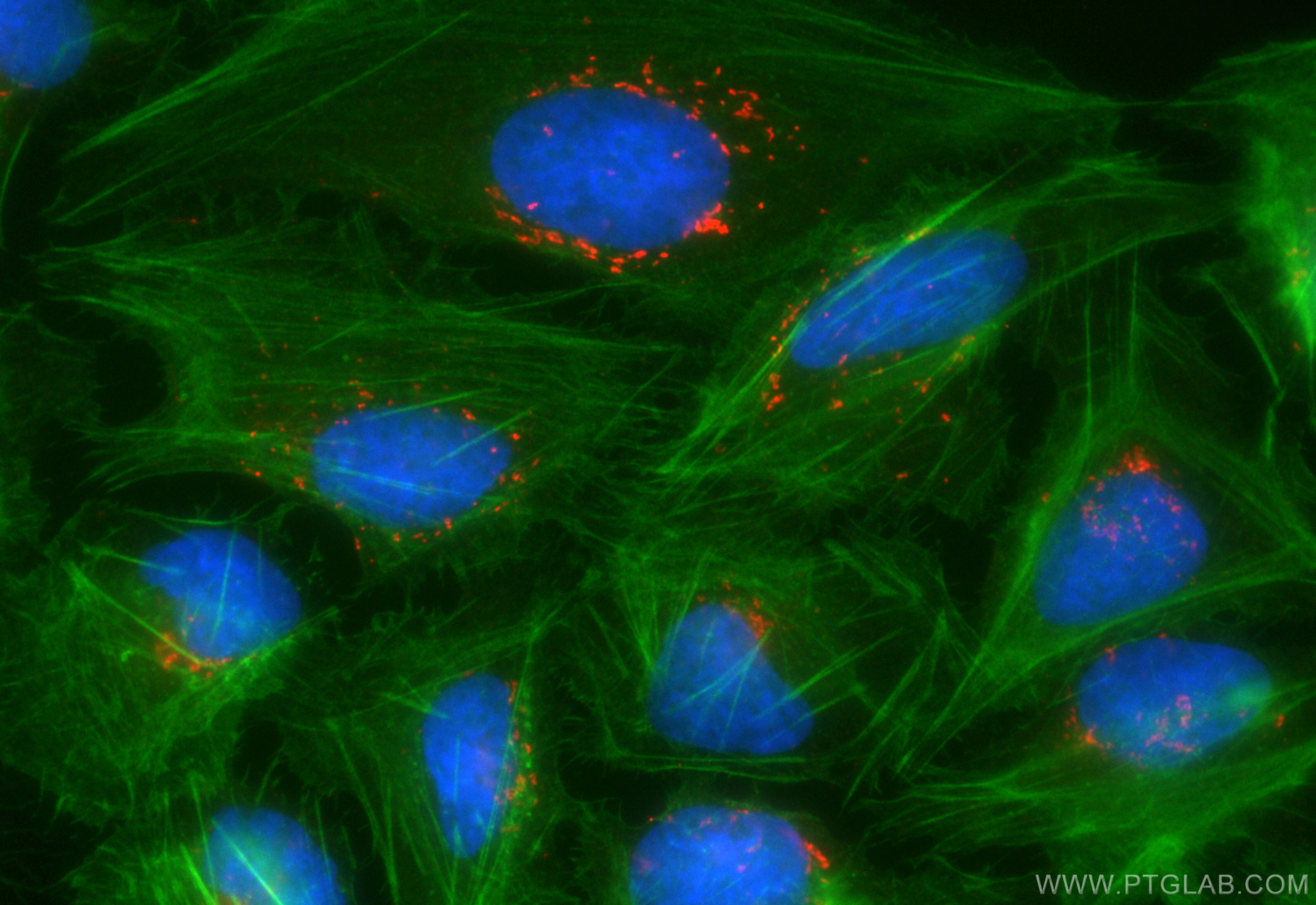 Immunofluorescence (IF) / fluorescent staining of U2OS cells using CoraLite®594-conjugated GORASP2 Recombinant antibo (CL594-85077-5)