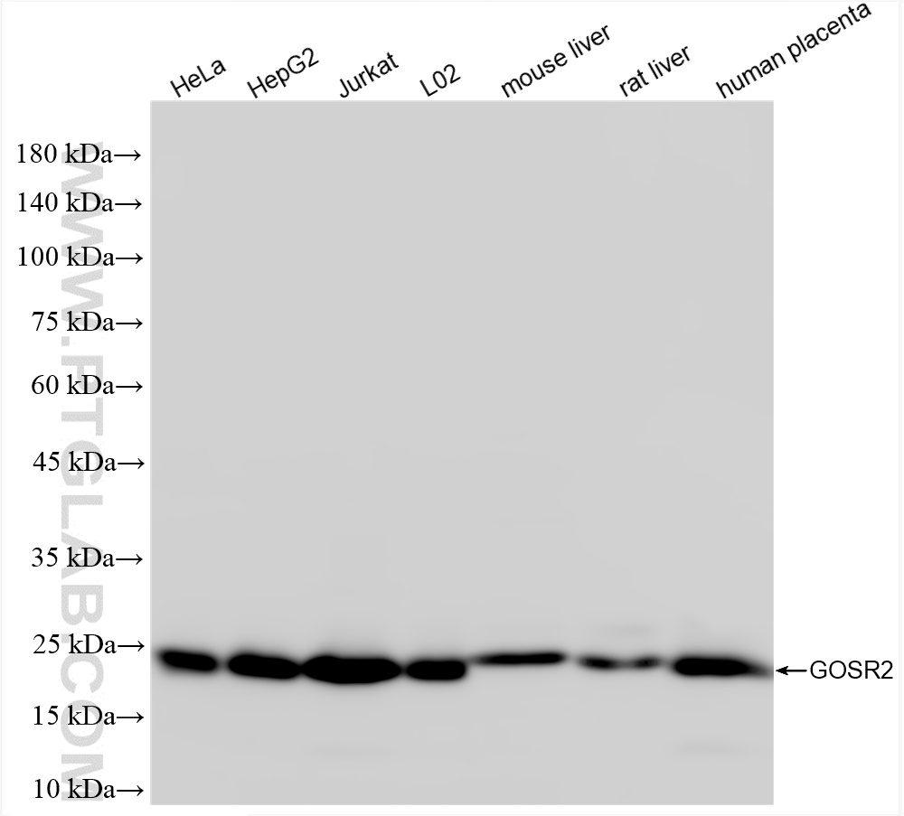 Western Blot (WB) analysis of various lysates using GOSR2/Membrin Recombinant antibody (84962-4-RR)