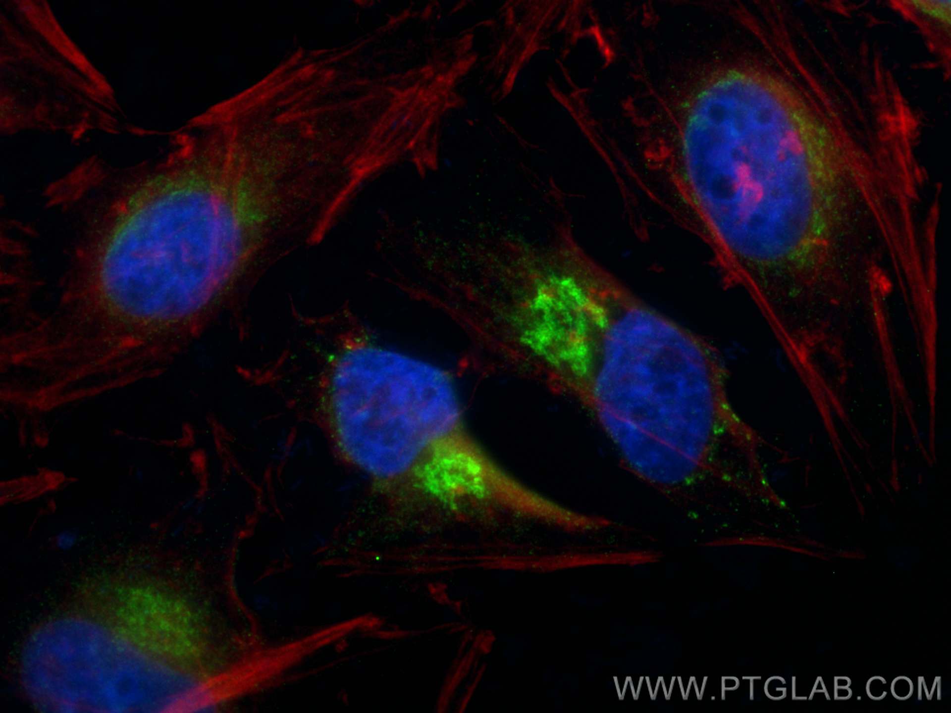 Immunofluorescence (IF) / fluorescent staining of HeLa cells using CoraLite® Plus 488-conjugated GOSR2/Membrin Polycl (CL488-12095)