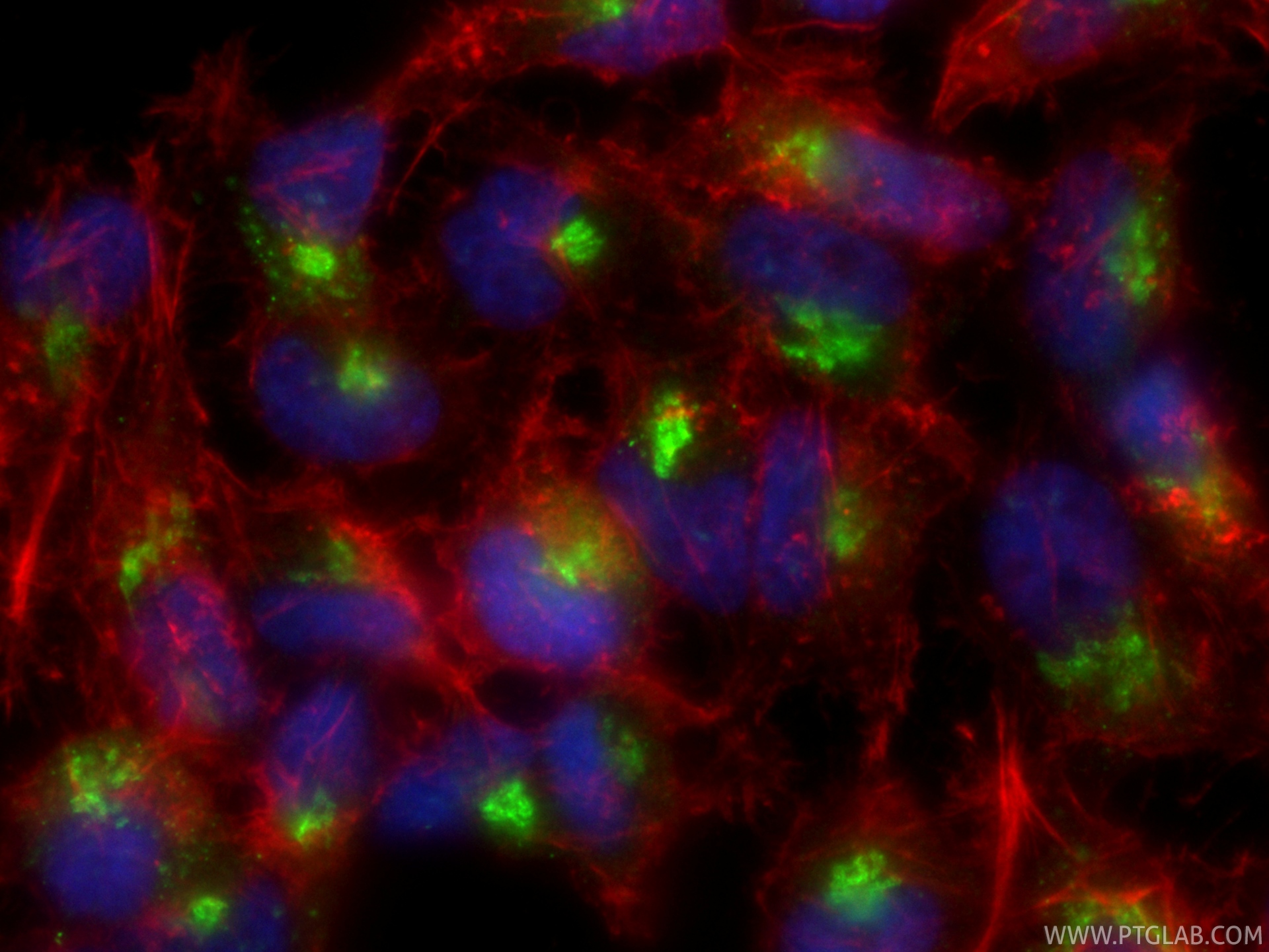 Immunofluorescence (IF) / fluorescent staining of HeLa cells using CoraLite® Plus 488-conjugated GP73/GOLPH2 Recombin (CL488-81893)