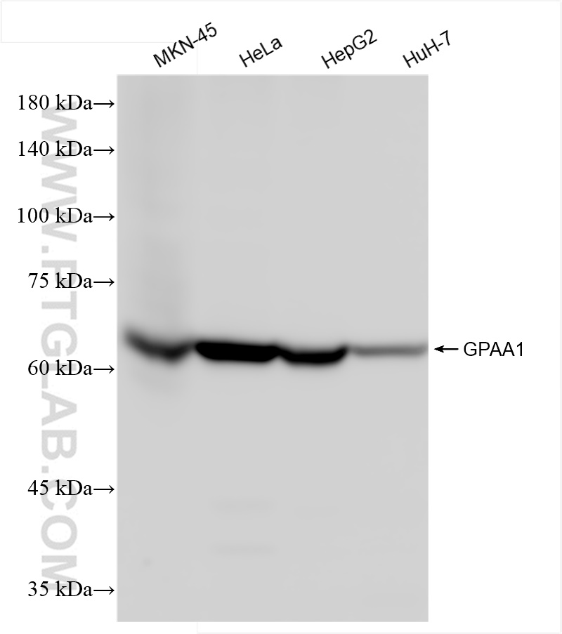 Western Blot (WB) analysis of various lysates using GPAA1 Recombinant antibody (84632-1-RR)