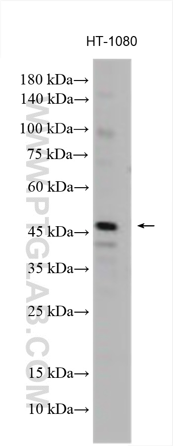 Western Blot (WB) analysis of HT-1080 cells using GPAT3 Polyclonal antibody (30765-1-AP)