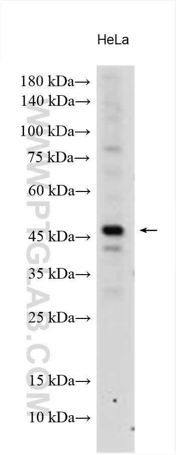 Western Blot (WB) analysis of HeLa cells using GPAT3 Polyclonal antibody (30765-1-AP)