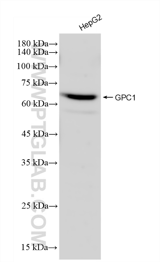 Western Blot (WB) analysis of HepG2 cells using GPC1 Recombinant antibody (83318-4-RR)