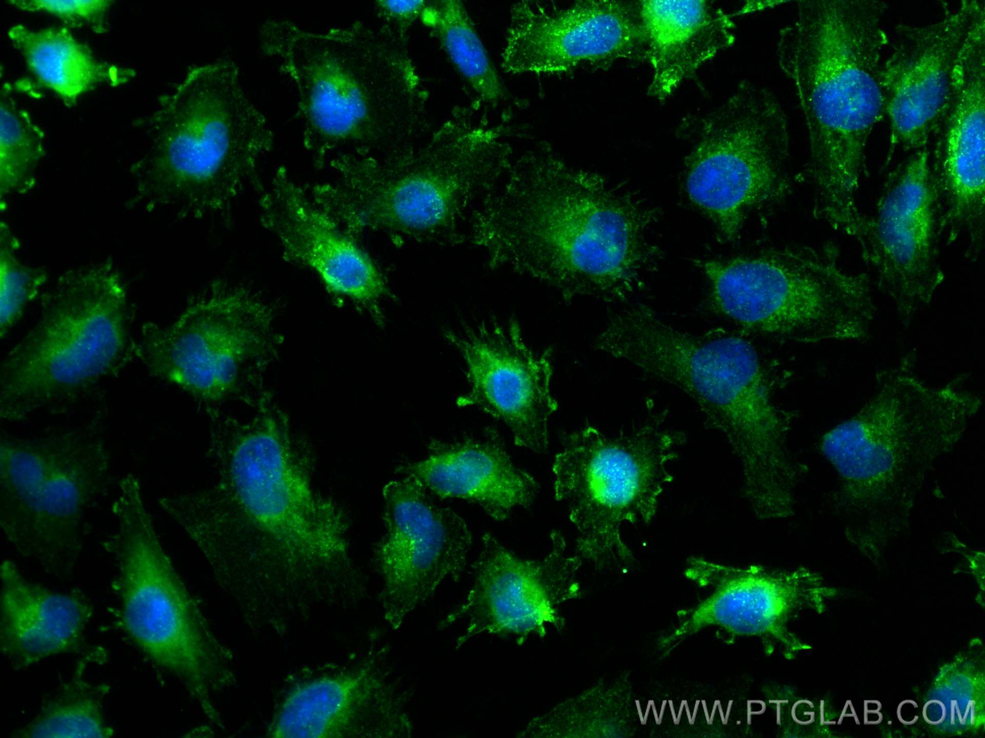 Immunofluorescence (IF) / fluorescent staining of U-251 cells using Glypican 4 Polyclonal antibody (13048-1-AP)