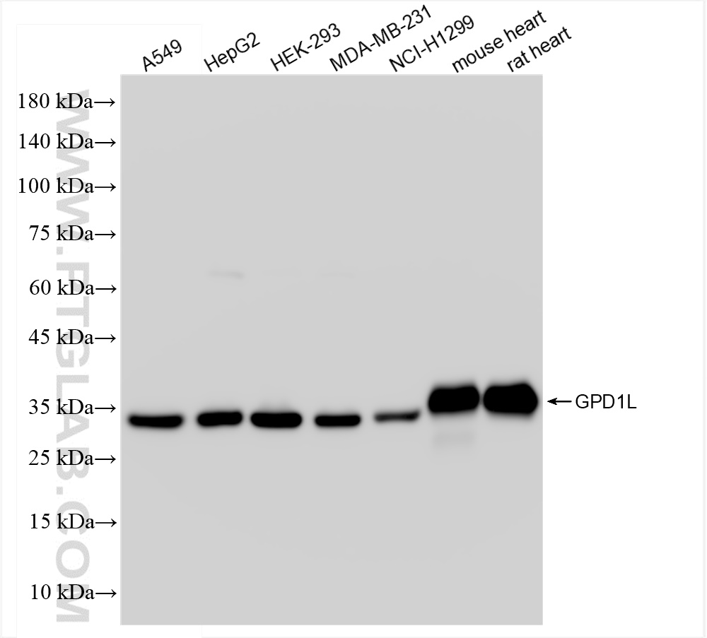 Western Blot (WB) analysis of various lysates using GPD1L Recombinant antibody (83792-2-RR)