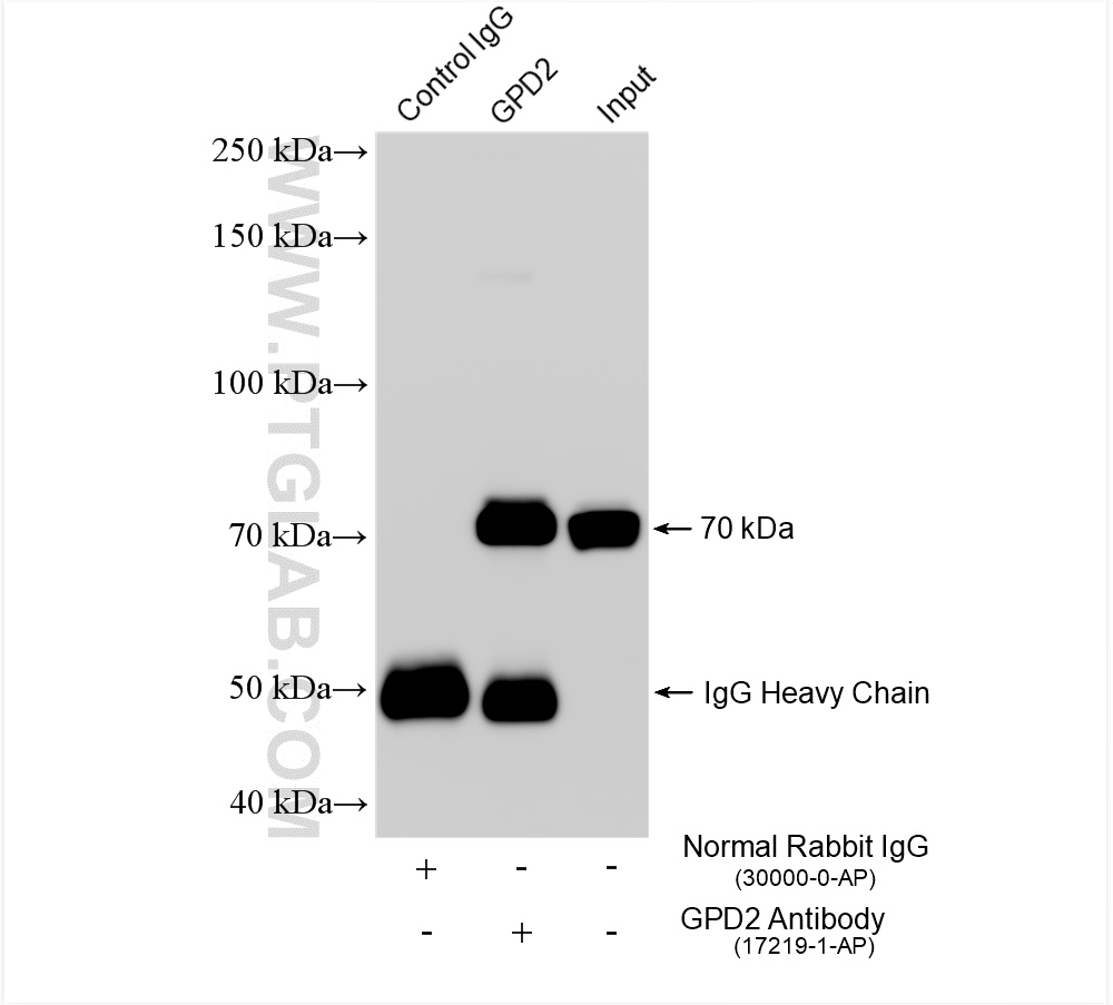 Immunoprecipitation (IP) experiment of mouse skeletal muscle tissue using GPD2 Polyclonal antibody (17219-1-AP)