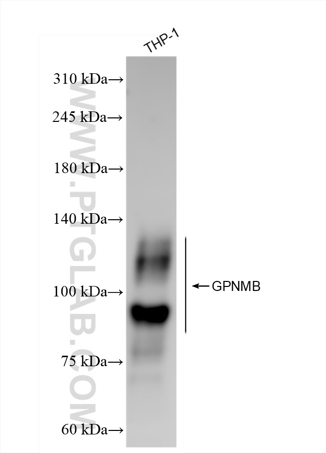 Western Blot (WB) analysis of THP-1 cells using GPNMB Recombinant antibody (84160-3-RR)